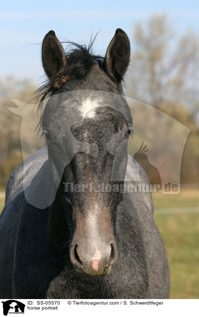 Pferdeportrait / horse portrait / SS-05570