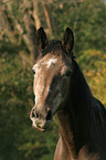 horse portrait