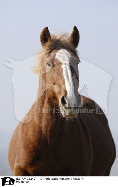 Schleswiger Kaltblut / big horse / AP-02242