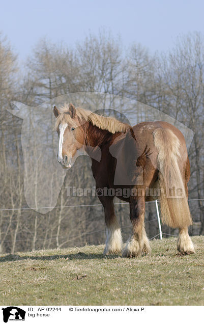 Schleswiger Kaltblut / big horse / AP-02244