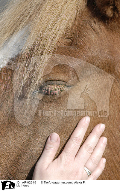 Schleswiger Kaltblut / big horse / AP-02249