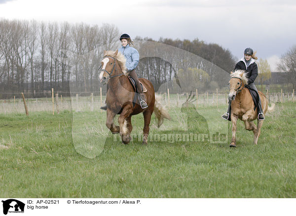 Schleswiger Kaltblut / big horse / AP-02521