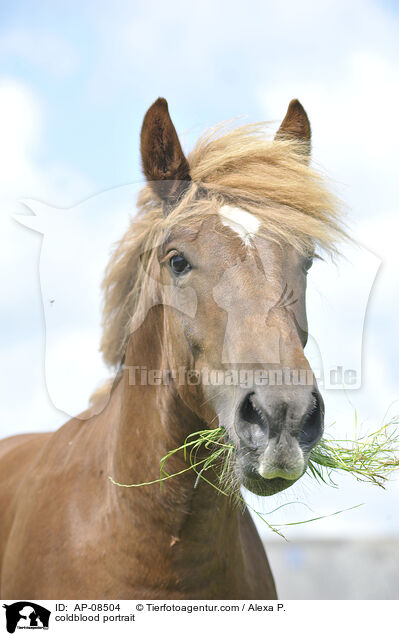 Schleswiger Kaltblut Portrait / coldblood portrait / AP-08504