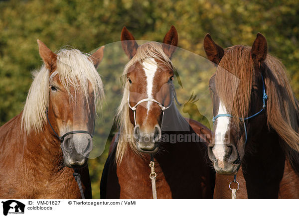 Schleswiger Kaltblter / coldbloods / VM-01627