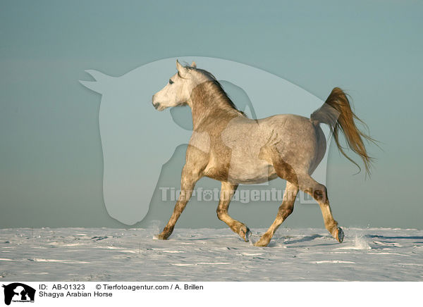 Shagya Araber / Shagya Arabian Horse / AB-01323