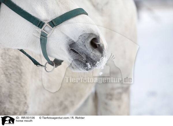 Pferdemaul / horse mouth / RR-50106