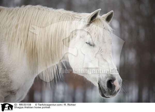 Shagya Araber Portrait / Shagya Arabian horse portrait / RR-50108