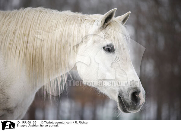 Shagya Araber Portrait / Shagya Arabian horse portrait / RR-50109