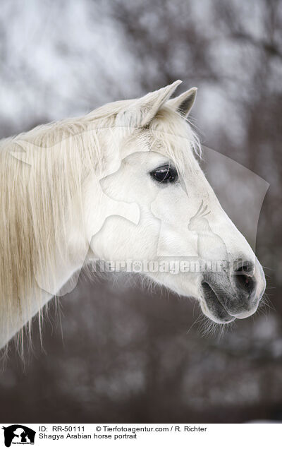 Shagya Araber Portrait / Shagya Arabian horse portrait / RR-50111