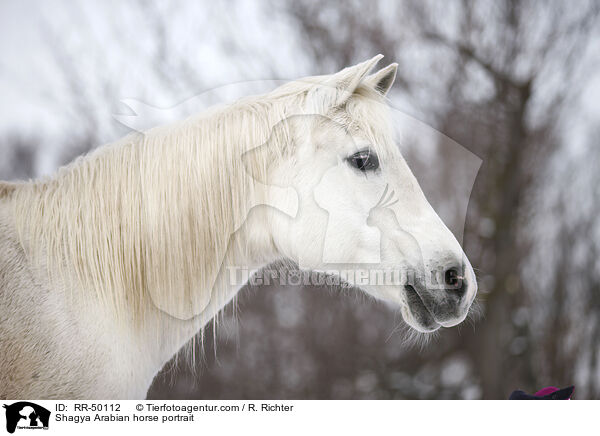 Shagya Araber Portrait / Shagya Arabian horse portrait / RR-50112