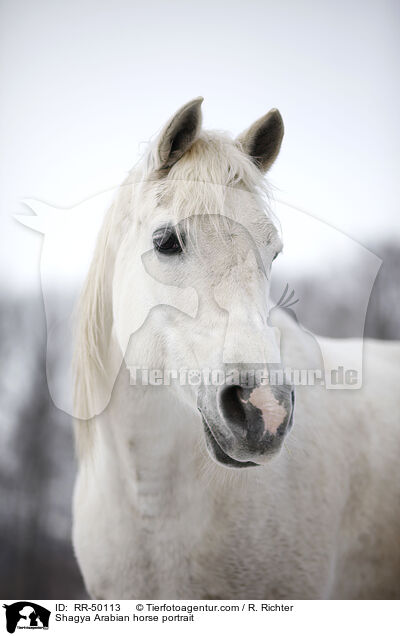 Shagya Araber Portrait / Shagya Arabian horse portrait / RR-50113