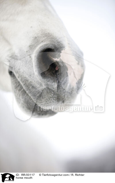 Pferdemaul / horse mouth / RR-50117