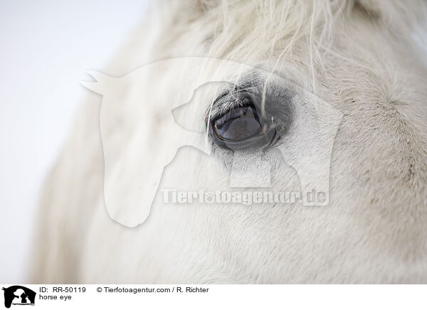 Pferdeauge / horse eye / RR-50119