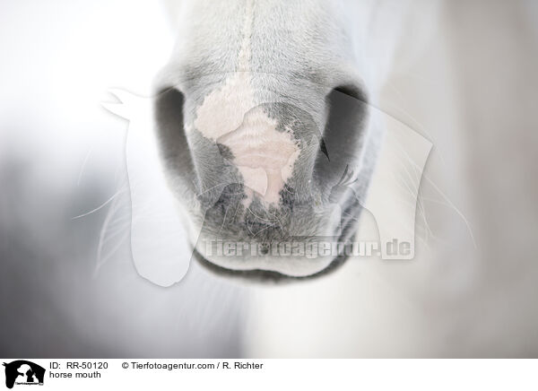 Pferdemaul / horse mouth / RR-50120