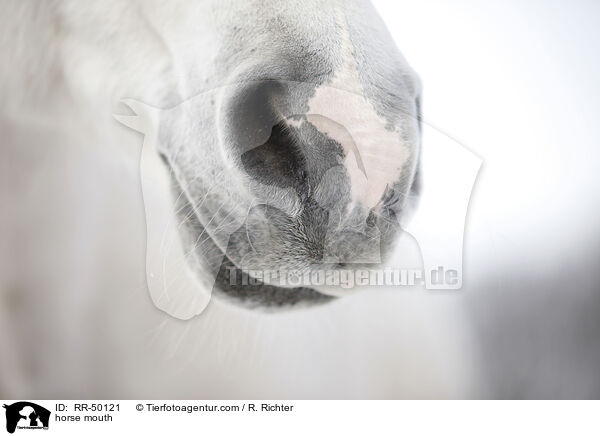 Pferdemaul / horse mouth / RR-50121