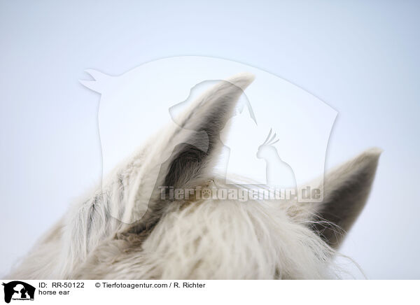 Pferdeohr / horse ear / RR-50122