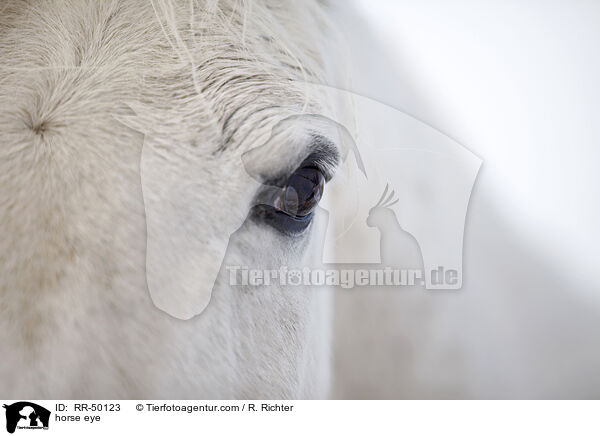 Pferdeauge / horse eye / RR-50123