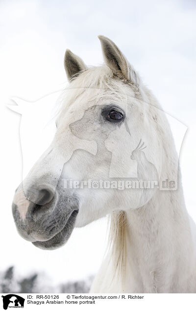 Shagya Araber Portrait / Shagya Arabian horse portrait / RR-50126