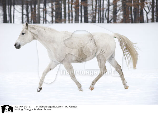 trabender Shagya Araber / trotting Shagya Arabian horse / RR-50127