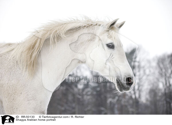 Shagya Araber Portrait / Shagya Arabian horse portrait / RR-50130