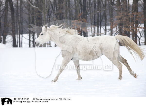 rennender Shagya Araber / running Shagya Arabian horse / RR-50131