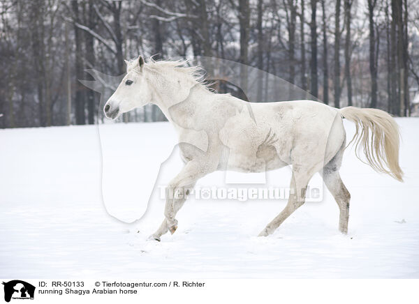 rennender Shagya Araber / running Shagya Arabian horse / RR-50133