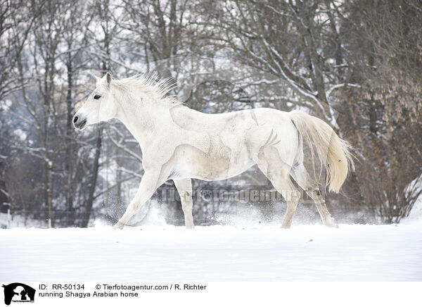 rennender Shagya Araber / running Shagya Arabian horse / RR-50134