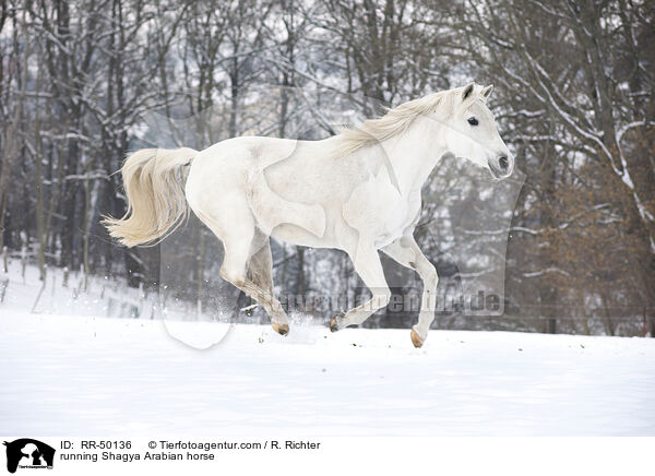 rennender Shagya Araber / running Shagya Arabian horse / RR-50136