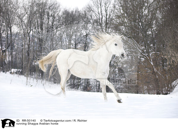 rennender Shagya Araber / running Shagya Arabian horse / RR-50140