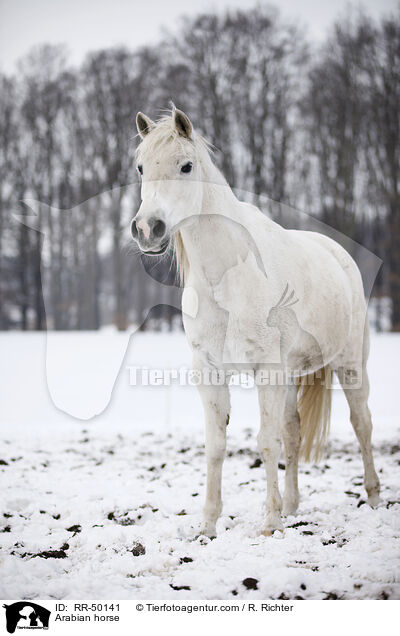 Shagya Araber / Arabian horse / RR-50141