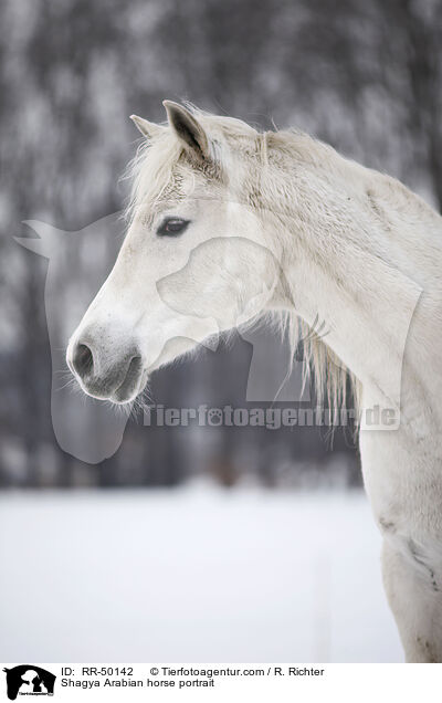 Shagya Araber Portrait / Shagya Arabian horse portrait / RR-50142