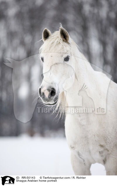 Shagya Araber Portrait / Shagya Arabian horse portrait / RR-50143