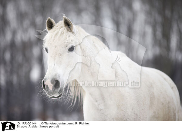 Shagya Araber Portrait / Shagya Arabian horse portrait / RR-50144