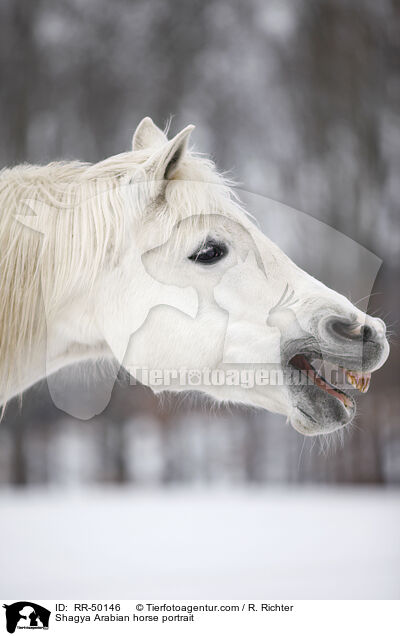 Shagya Araber Portrait / Shagya Arabian horse portrait / RR-50146