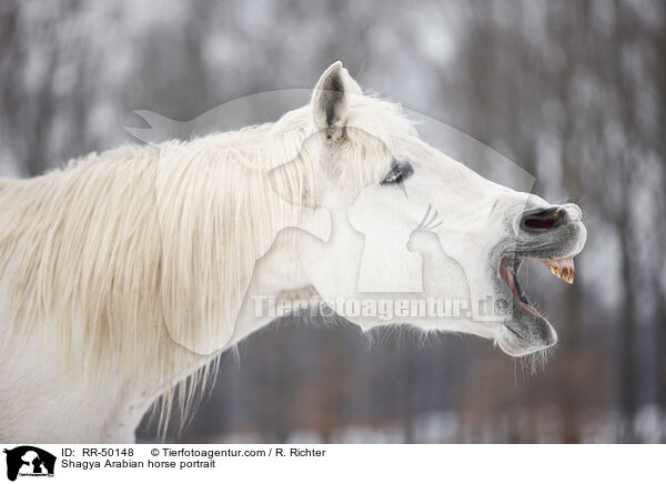 Shagya Araber Portrait / Shagya Arabian horse portrait / RR-50148