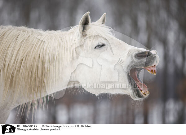 Shagya Araber Portrait / Shagya Arabian horse portrait / RR-50149