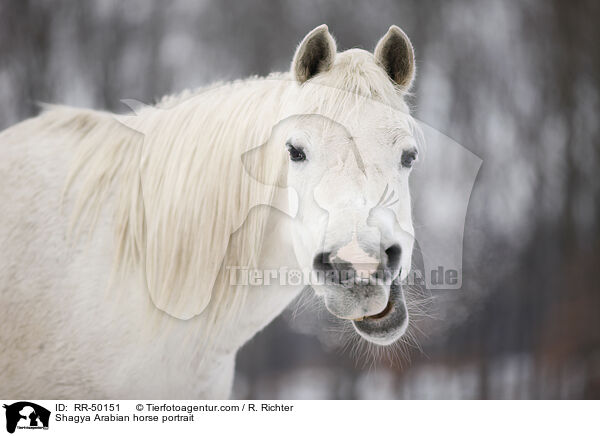 Shagya Araber Portrait / Shagya Arabian horse portrait / RR-50151