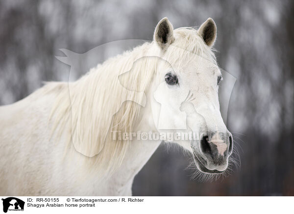 Shagya Araber Portrait / Shagya Arabian horse portrait / RR-50155