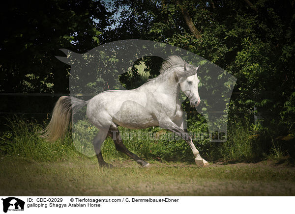 galoppierender Shagya Araber / galloping Shagya Arabian Horse / CDE-02029
