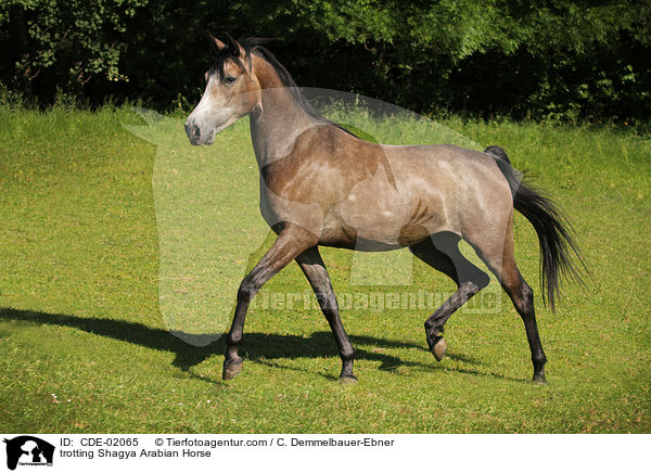 trabender Shagya Araber / trotting Shagya Arabian Horse / CDE-02065
