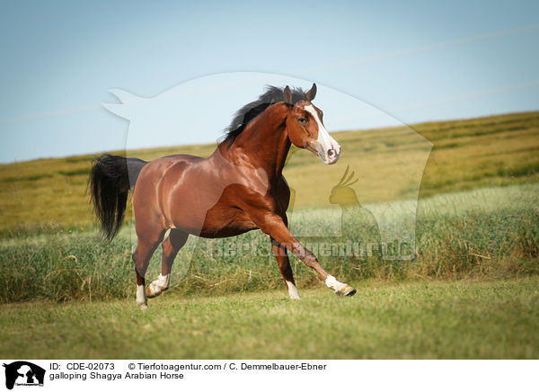 galoppierender Shagya Araber / galloping Shagya Arabian Horse / CDE-02073