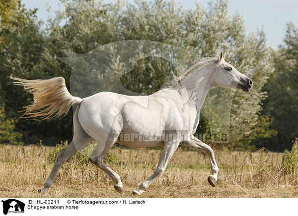 Shagya arabian horse / HL-03211