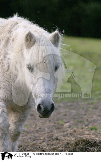 Shetland Pony / IP-00525