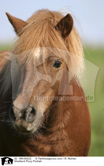 Shetland Pony Portrait / Shetland Pony Portrait / RR-06022