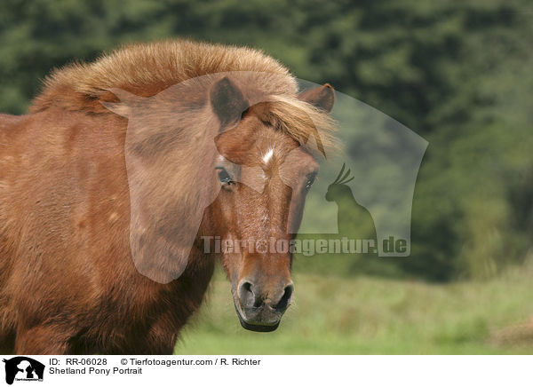 Shetland Pony Portrait / Shetland Pony Portrait / RR-06028
