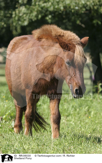Shetland Pony / RR-06030