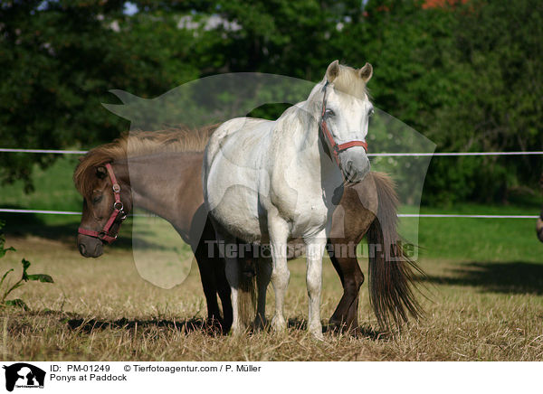 Ponys im Paddock / Ponys at Paddock / PM-01249