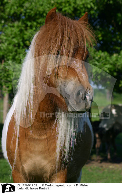 Shetlandypony Portrait / Icelandic horse Portrait / PM-01259