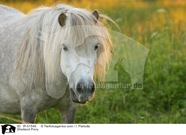Shetlandpony / Shetland Pony / IP-01548