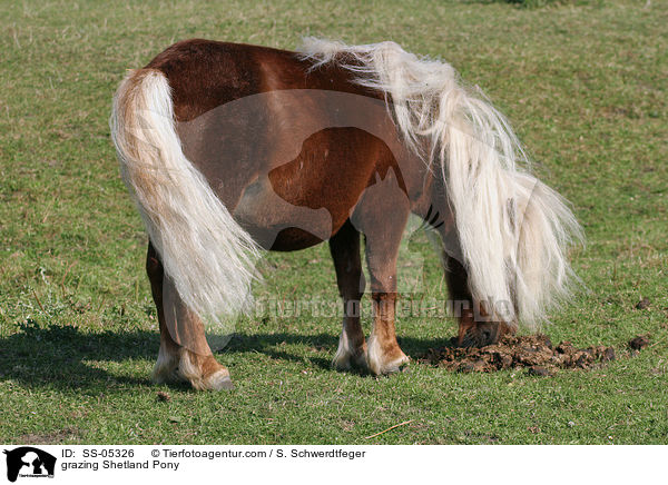 grasendes Shetland Pony / grazing Shetland Pony / SS-05326